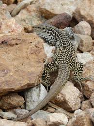 Image result for Trichopteryx stolziana