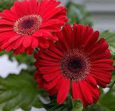 Image result for Gerbera