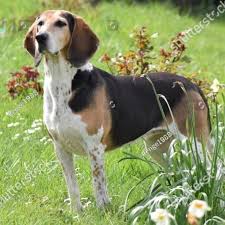 Image result for Harrier dog