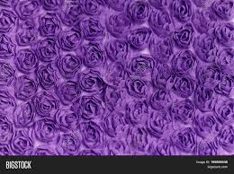 Purple roses oses flowers rose 1080p wallpaper for hd 16:9>. Purple Rose Background Image Photo Free Trial Bigstock