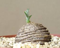 Image result for Trochomeria polymorpha