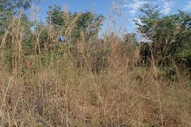 Image result for Hyperthelia dissoluta