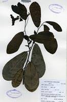 Image result for Monodora minor