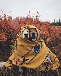308 Pics From Project Van Life Instagram That Will Make You Wanna Quit Your Job And Travel The World Cute Animals Puppies Cute Dogs
