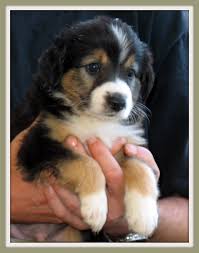 We hope you enjoy our website, and we wish you the best in your journey of finding the perfect, special english shepherd puppy. English Shepherd Puppies Posts Facebook