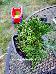 Image result for cuttings thujas