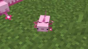 Maybe you would like to learn more about one of these? How To Get Axolotls In Minecraft 1 17 Version
