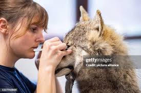 36 Jacqueline Guido Stock Photos, High-Res Pictures, and Images