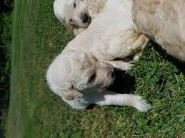 This is simply a term to describe a smaller than average version of the breed. Goldendoodle Puppies For Sale In Chippewa Falls Wisconsin Classified Americanlisted Com