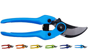 Image result for Beschorneria sp. (Biegel 5357)