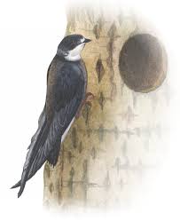 Результат пошуку зображень за запитом "стриж"