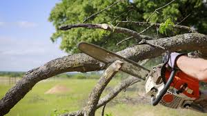 Check spelling or type a new query. Tree Trimming Pruning Cohutta Ga Pcr Tree Service Tree Removal Service Chattanooga Tn