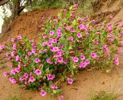 4 o clock flowers invasive. Mirabilis Multiflora Showy 4 O Clock Buy Online At Annie S Annuals