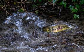 Bianca Perla, Author at Vashon Nature Center