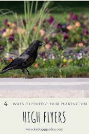 Check spelling or type a new query. Ways To Protect Your Plants From Birds Kellogg Garden Organics