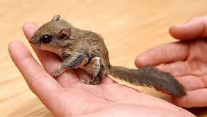 Flying Squirrel Flying Squirrel Squirrel Baby Squirrel