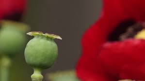 Flowers can turn an ordinary area into a colourful showcase. Seed Pot Of Opium Poppy Stock Footage Video 100 Royalty Free 10551788 Shutterstock