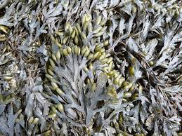 De la matière sèche laissée, l'alginate représente environ 40 pour cent, alors que le reste est actuel renvoyé à la mer, où il ne. Goemon Wikipedia