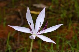 Image result for Crinum subcernuum