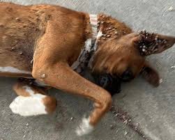 Boxer puppy covered in ticks collapses in front of ...