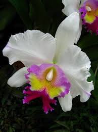 Delray beach (zip 33445) time zone: Pin On Orchids