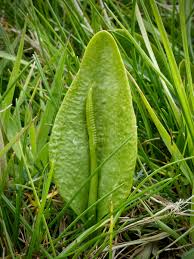 Image result for Ophioglossum vulgatum