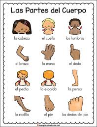In this lesson, we will learn the human body vocabulary in english with esl pictures to help you expand your vocabulary. El Cuerpo Vocabulario Spanish Body Parts Vocabulary By Spanglish Schoolhouse