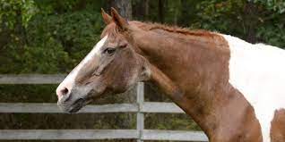 Average Lifespan Of Horses And Ponies With Chart Helpful Horse Hints