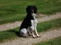 Epagneul Breton Tricolore Dogs Animals