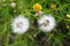 Image result for Senecio madagascariensis