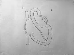 Draw It Neat How To Draw Internal Structure Of Human Heart Easy Version Easy Heart Drawings Heart Diagram Drawings