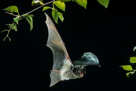 Fledermause Im Wohnzimmer