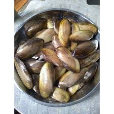 Makanan lobster air tawar infoikan.com sudah tahu pakan lobster air tawar agar cepat besar? Kerang Kijing Sawah