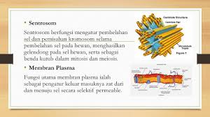 Ini pengertian, gambar, struktur, bagian organel sel hewan dan fungsinya lengkap. Organel Sel Hewan Dan Fungsinya Ppt Download