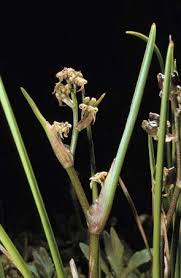 Image result for Senecio strictifolius