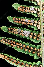 Image result for Dryopteris