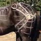 Equine CPD Training in the Fascial Edge Tool event image