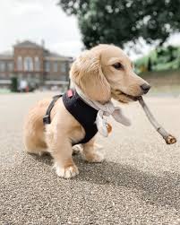 Beautiful Dachshund Via Nala The Dachs On Instagram Dachshund Puppy Miniature Dachshund Puppy Dachshund Mom