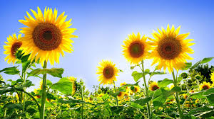 Sunflowers, bllom, blossom, desktop backgrounds, flora, flower wallpaper. Sunflower Blue Sky Wallpaper Novocom Top