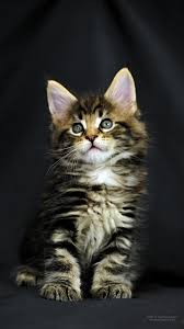 Iphone 6s Plus Download Wallpaper Hd Kucing 1080x1920 Wallpaper Teahub Io Download gambar wallpaper kucing lucu zain elhasany muslimah source: