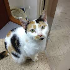 Why volunteer at an animal shelter? Raleigh County Humane Society Beckley Wv