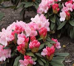 Mardi Gras Rhododendron Rhododendron Flower Pots Live Plants