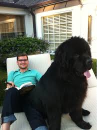 150 Pounds Later And He S Still A Lap Dog Lap Dogs Giant Dogs Huge Dogs