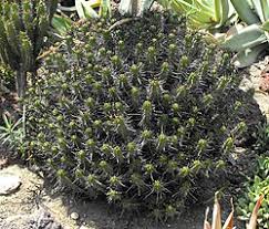 Image result for Euphorbia pseudopetiolata