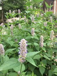 Image result for Anisopappus paucidentatus