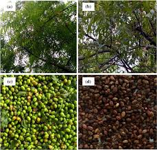 Image result for Azadirachta indica