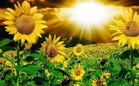 Bunga matahari adalah salah satu pilihan terbaik jika kamu ingin menghadirkan suasana yang membuat halaman terkesan lebih ceria. Wallpaper Bunga Matahari Sunflower And Ladybug 1600x1000 Download Hd Wallpaper Wallpapertip