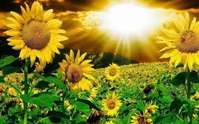 Gambar bunga matahari hitam putih. Wallpaper Bunga Matahari Sunflower And Ladybug 1600x1000 Download Hd Wallpaper Wallpapertip