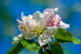 Summer flowers thrive in the long, sunny days of june, july, and august. Foto Von Apple Tree Flowers Malus Id 164977430 Lizenzfreie Bild Stocklib