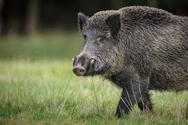 Healthy animals become a healthy dinner for you. Hog Wild Preserve Hog Hunting What Do You Know About Hog Tusks